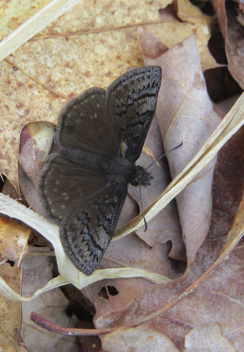 Sleepy Duskywing